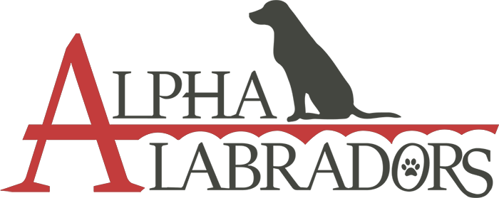 Alpha Labradors